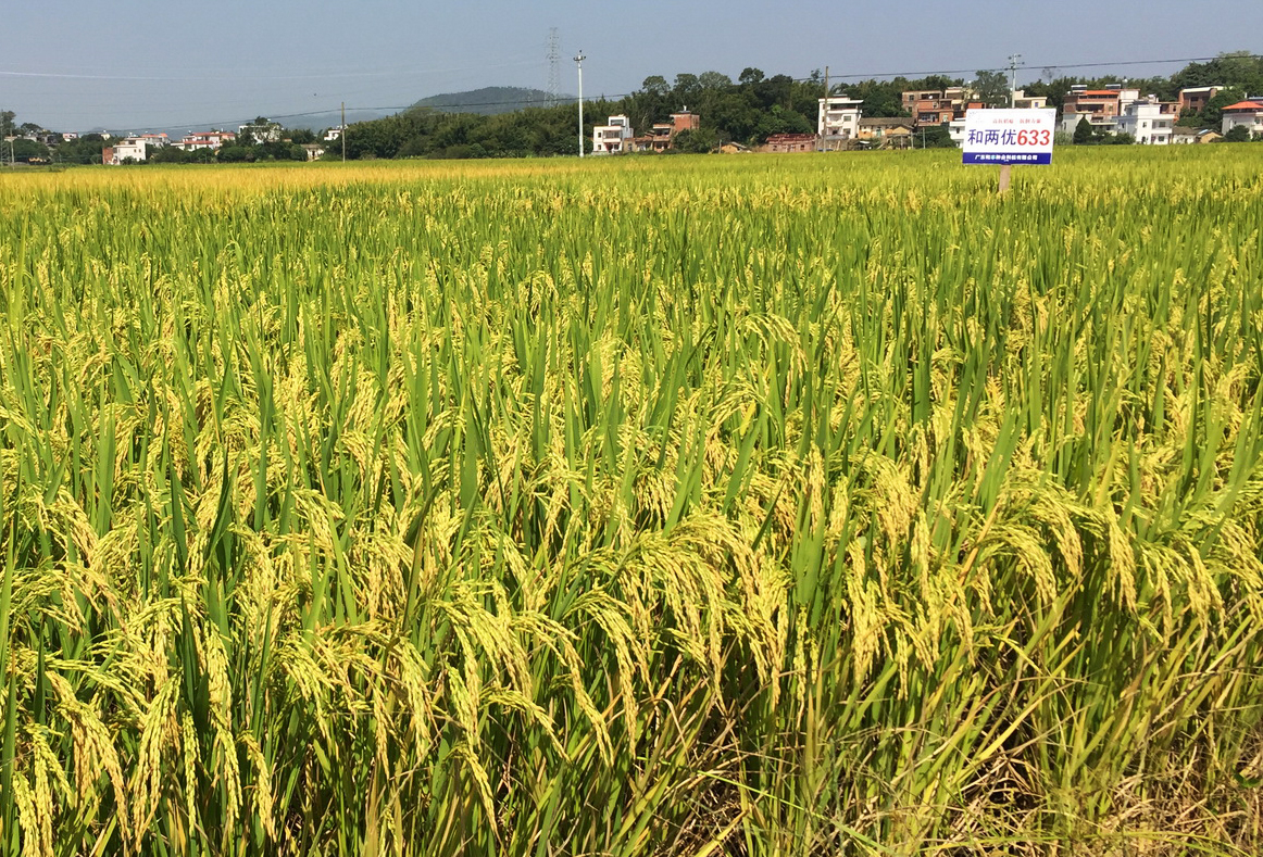  p>和两优633,籼型两系杂交水稻,由深圳市兆农农业科技有限公司选育.