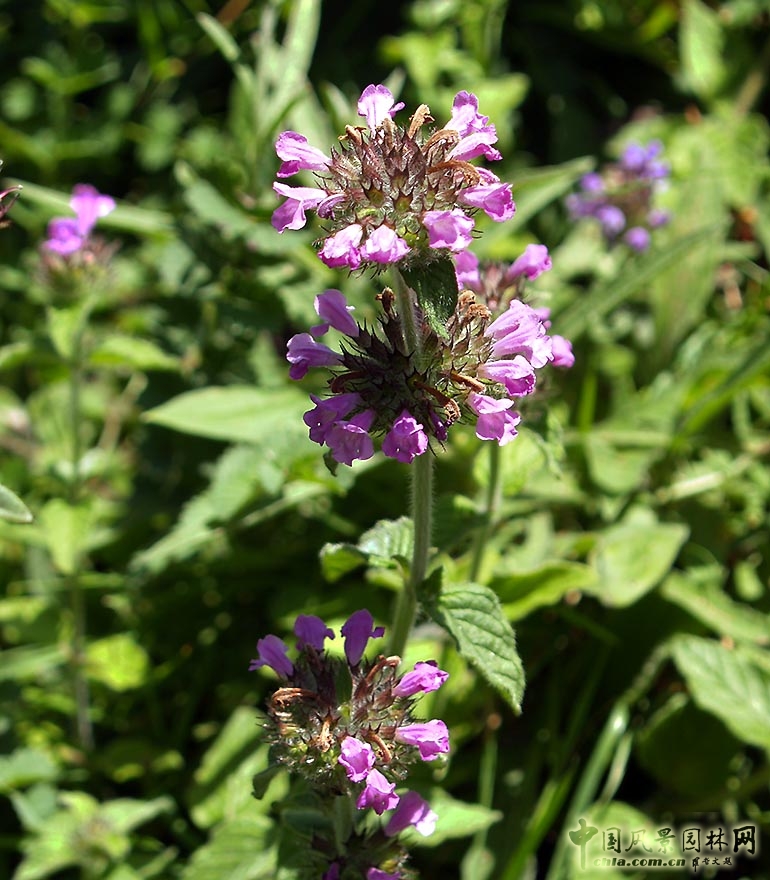  p data-id="txuwy1af45ll">百里香( i>thymus mongolicus /i> (ron