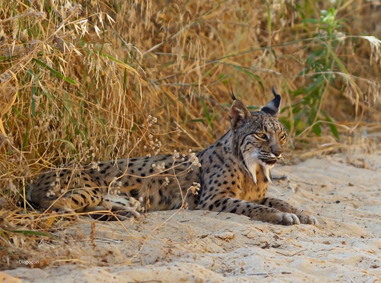 iberian lynx