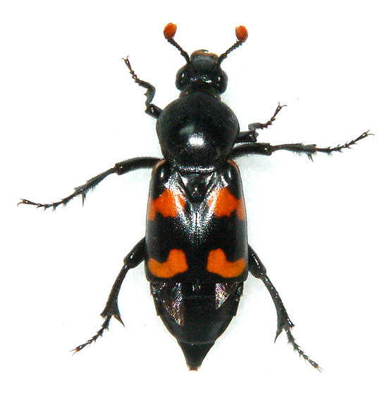  p>葬甲科(silphidae,carrion beetles)又称 a href="#" data-lemmaid
