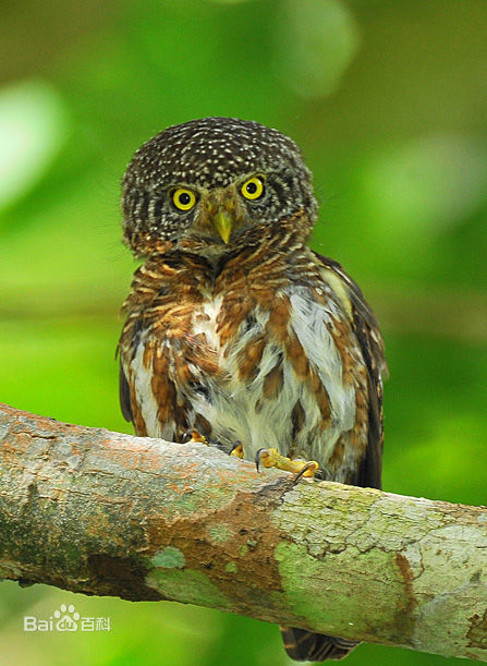 glaucidium brodiei