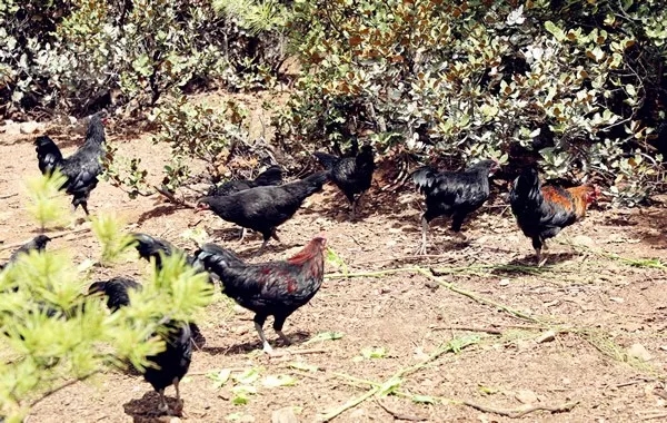  p>尼西鸡,云南省 a target="_blank" href="