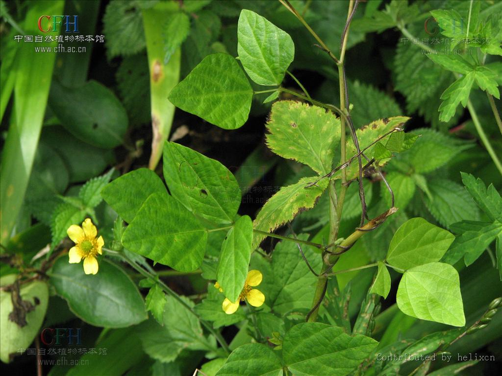 data-lemmaid="8408955">山黑豆属 /a>的一种,缠绕状草质藤本