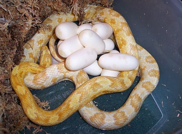  p>北美松蛇(学名:pituophis melanoleucus)成蛇长122-254厘米,体型