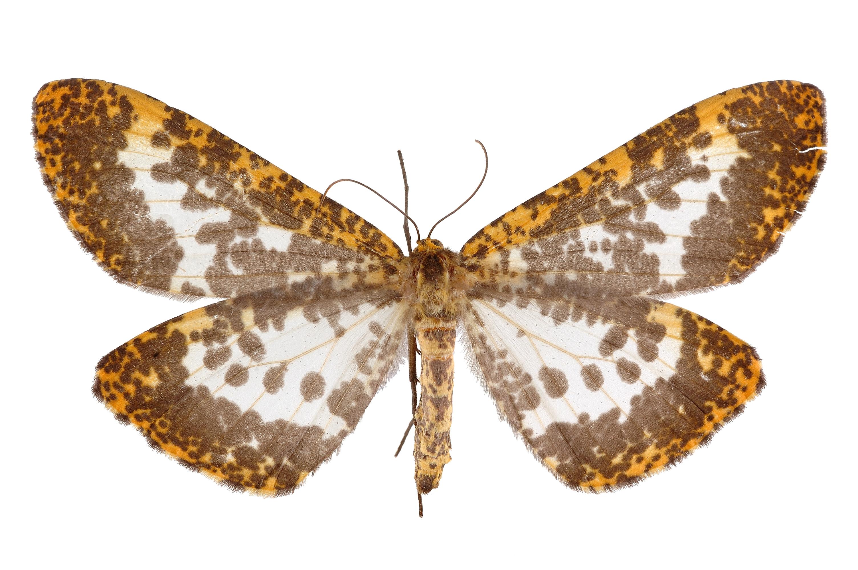 灯蛾科( i>arctiidae /i>)为 a target="_blank" href="/item/鳞翅目