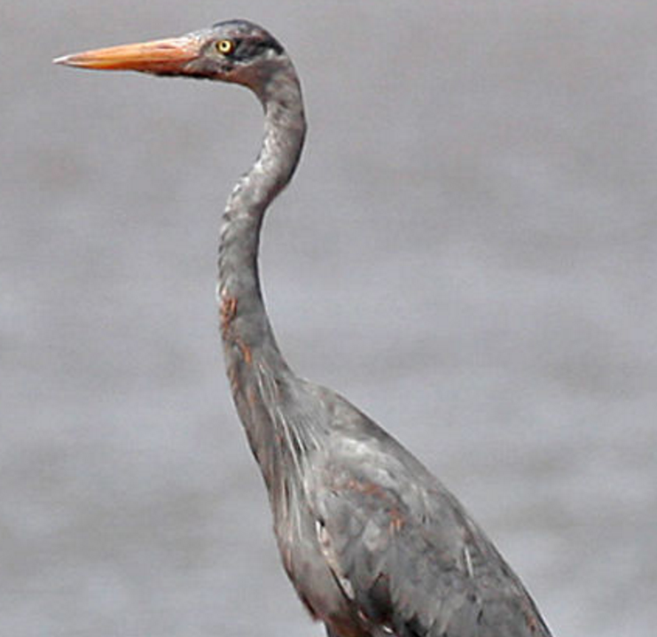 madagascar heron