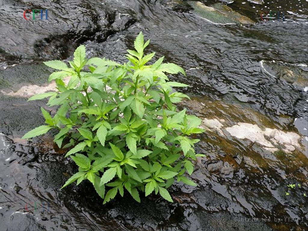  p data-id="gnwymo24ye">蓝雪科角柱花属植物紫金莲ceratostigma
