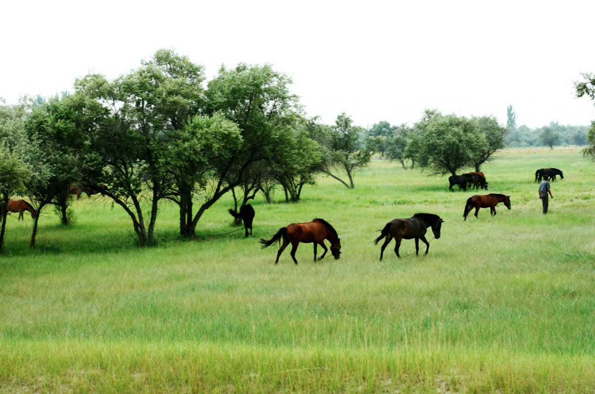 腾格里湿地草原