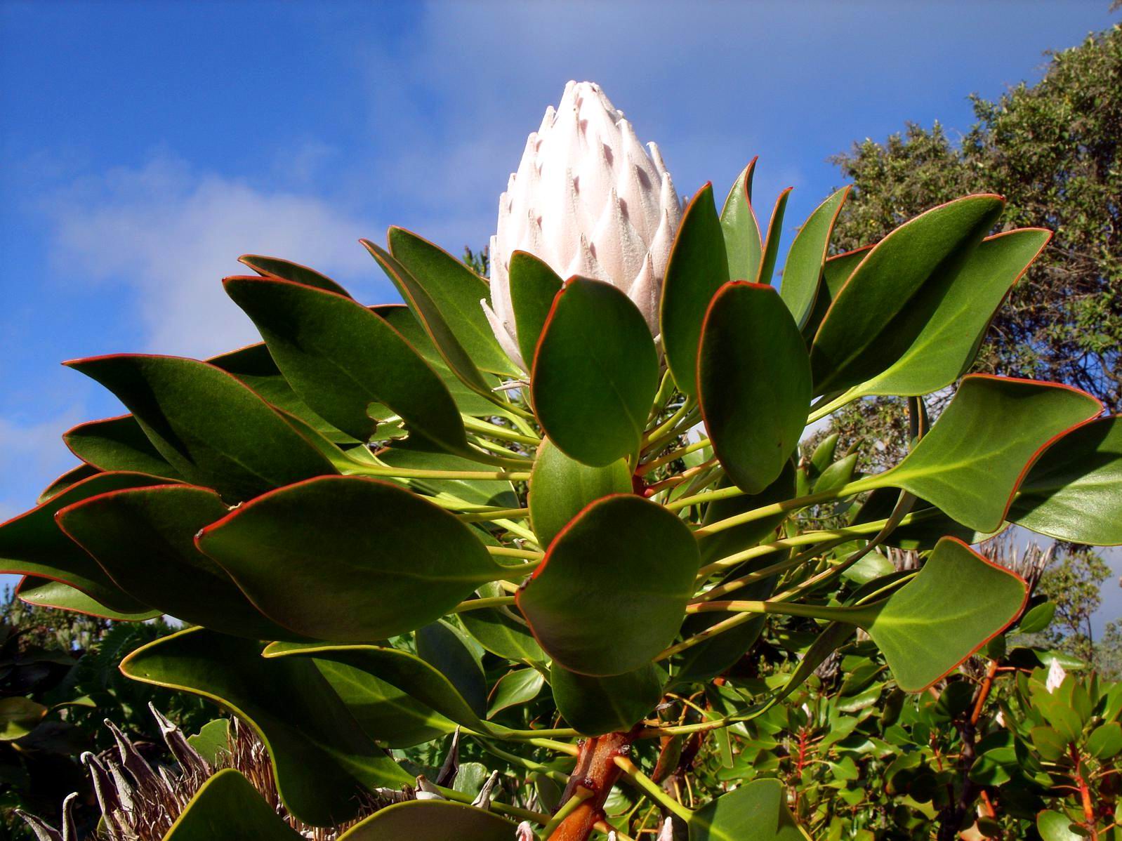  p>皇后花,也叫帝王花.