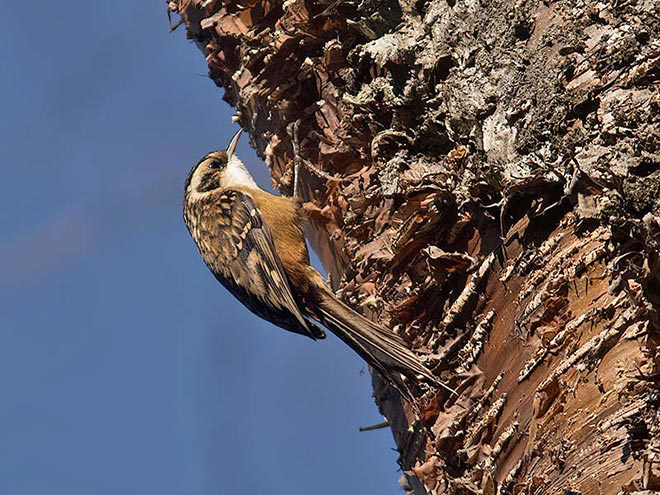 rusty-flanked treecreeper