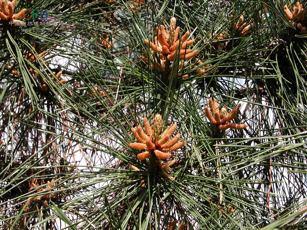  p>湿地松(拉丁学名:pinus elliottii)为速生常绿乔木,原产于 a