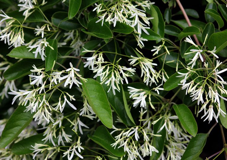 chionanthus retusus lindl.et paxt.