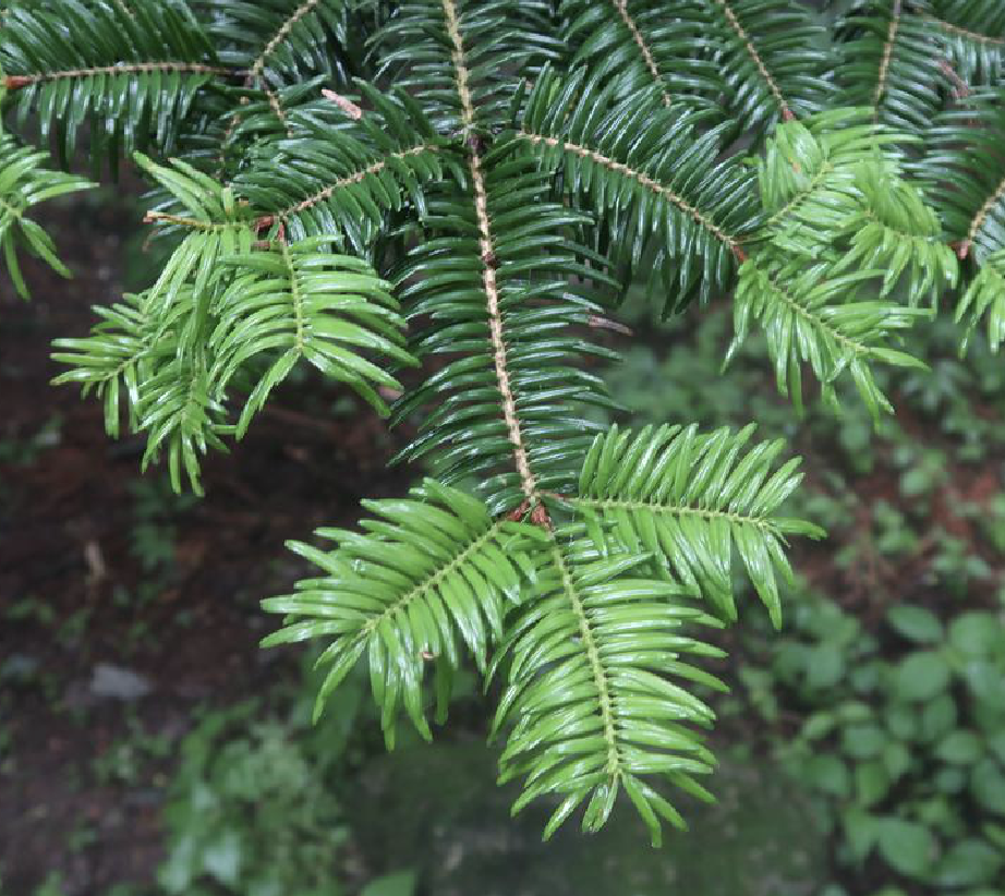  p>日本冷杉(学名: i> i>abies firma  /i> /i>sieb. et zucc.