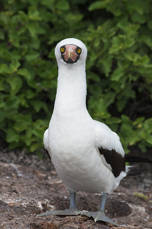  p>橙嘴蓝脸鲣鸟(学名: i>sula granti /i>):为 a href="#" data