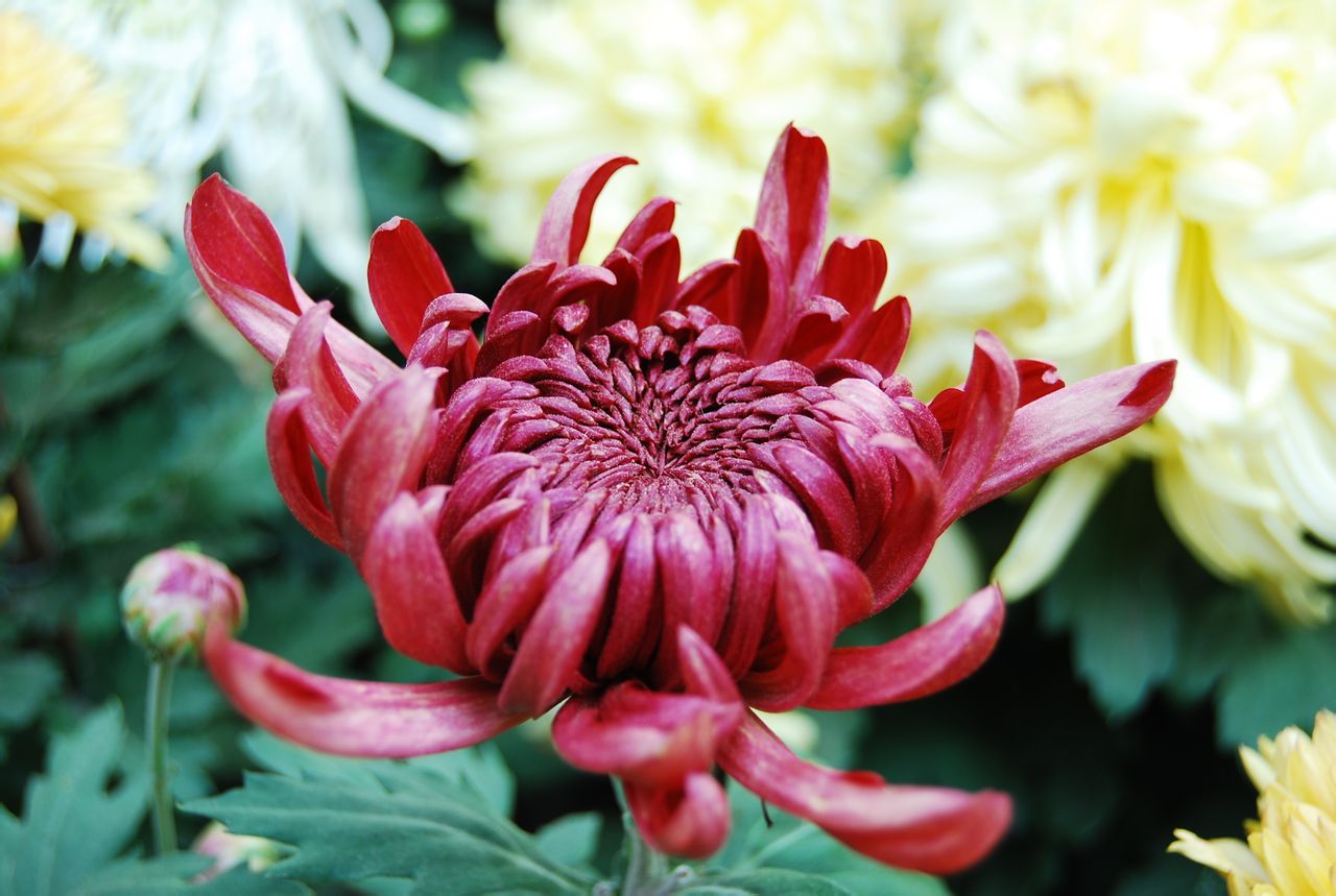 梅花,菊花,桂花,莲花,芍药,海棠,水仙,腊梅,杜鹃,玉兰,十二种名花