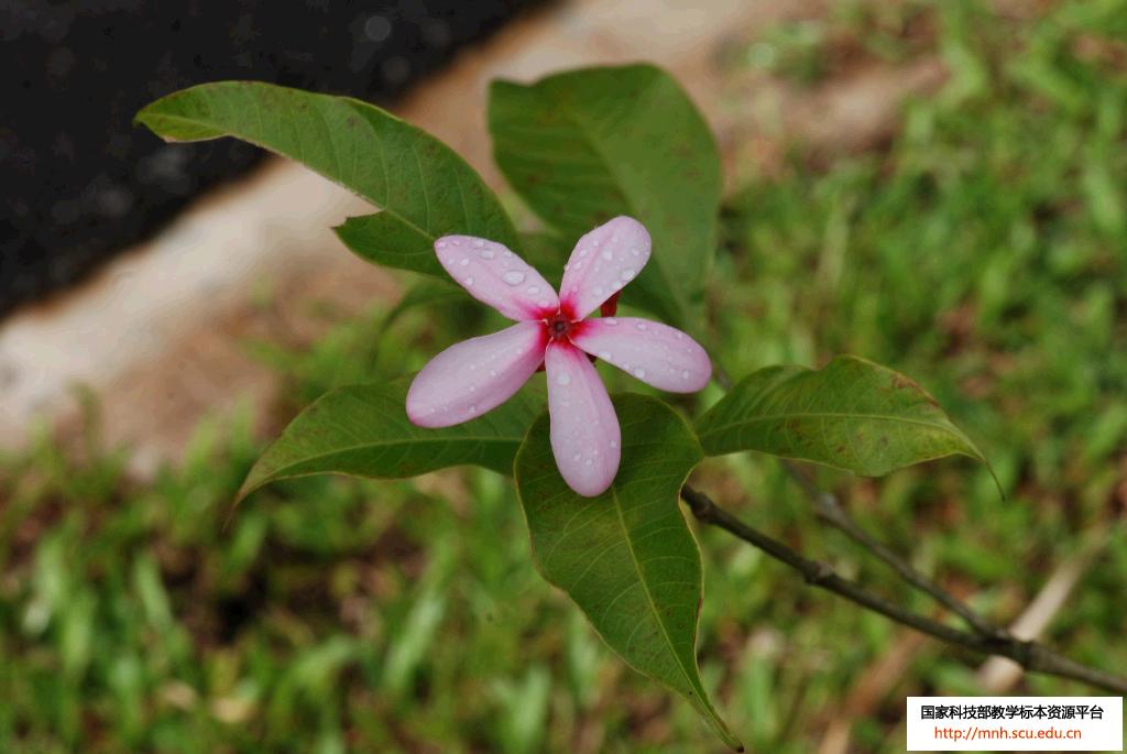  p>心皮是变态的叶, a target="_blank" href="/item/雌蕊/2375563"