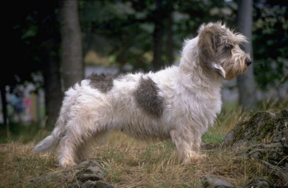 petit basset griffon vendeen