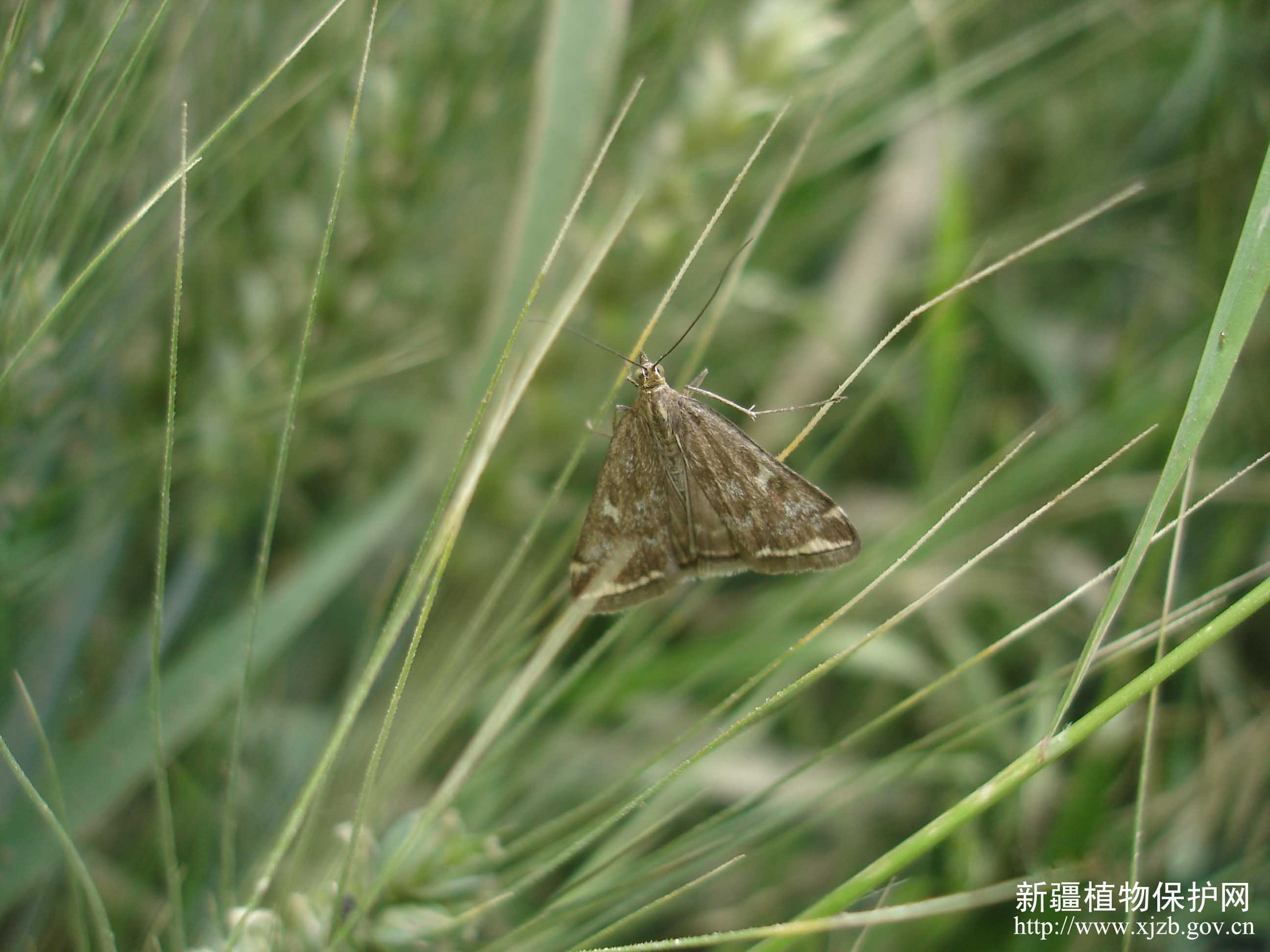  p>草地螟(loxostege sticticalis ), a href="#" data-lemmaid="