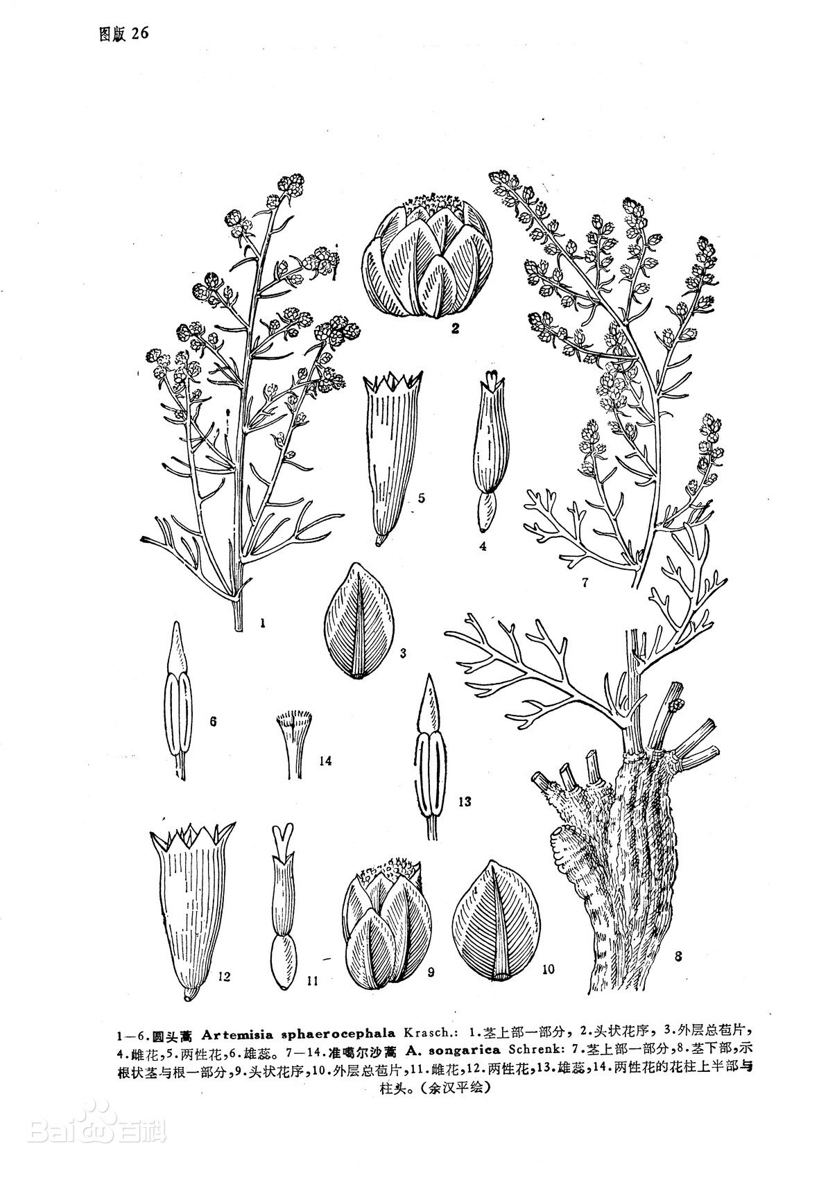  p>准噶尔沙蒿属于小灌木.