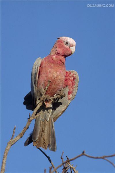  p>粉红凤头鹦鹉(学名: i>eolophus roseicapillus /i>)是 a href="#"