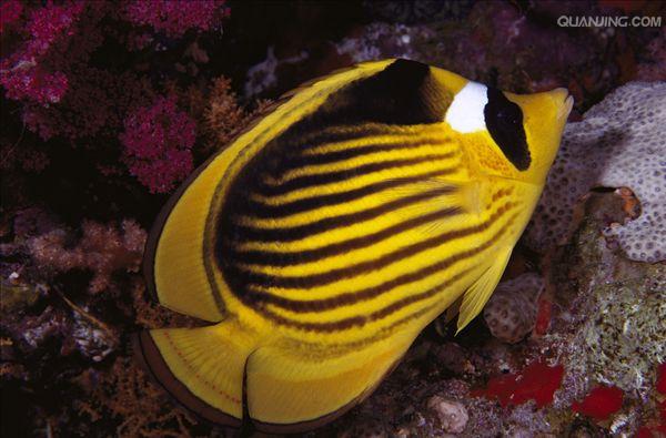  p>斜纹蝴蝶鱼鱼体色以白色为底色,眼睛上有黑色条纹穿过,在背鳍软条