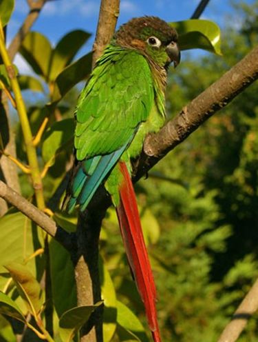 暗色锥尾鹦鹉