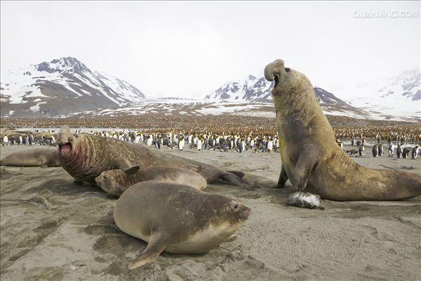 i>(linnaeus,1758), a target="_blank" href="/item/海象科/2081681"