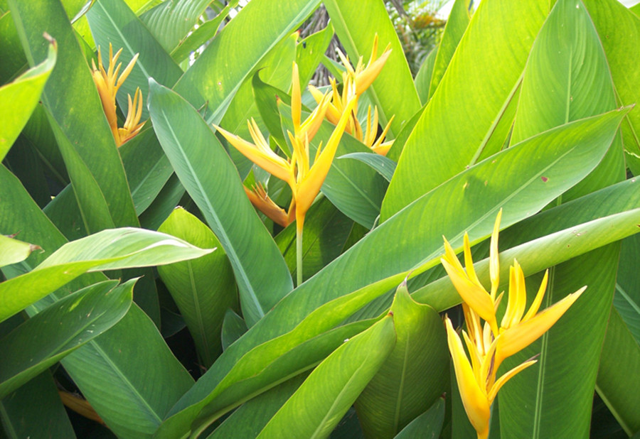  p>黄丽鸟蕉 i>heliconia subulata /i>是属于 a>蝎尾蕉科 /a>的一种