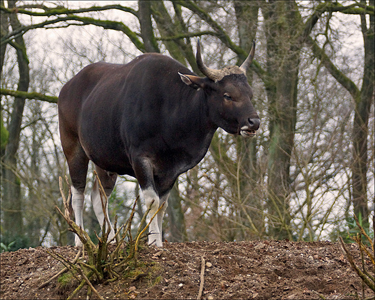  p>爪哇野牛(学名: i>bos javanicus /i>)是牛科,牛属动物.