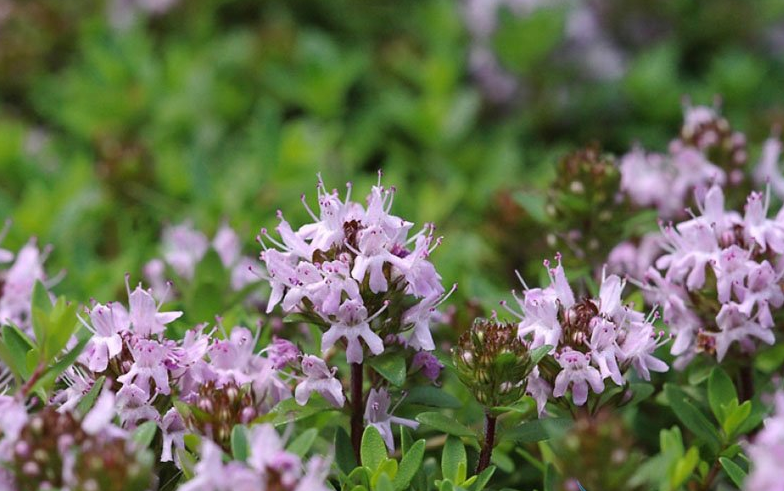 thymus amurensis