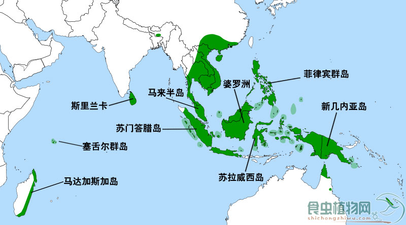 猪笼草