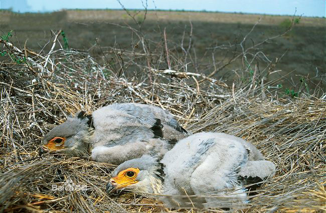  p>蛇鹫[shé, jiù],学名: i>sagittarius serpentarius  /i>(j. f.