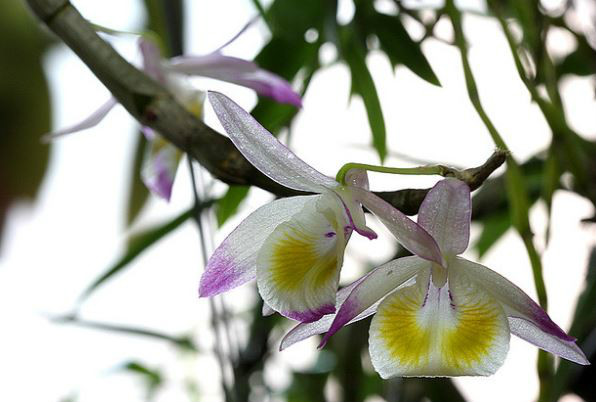  p>杯鞘石斛(学名: i>dendrobium gratiosissimum /i>  rchb. f.