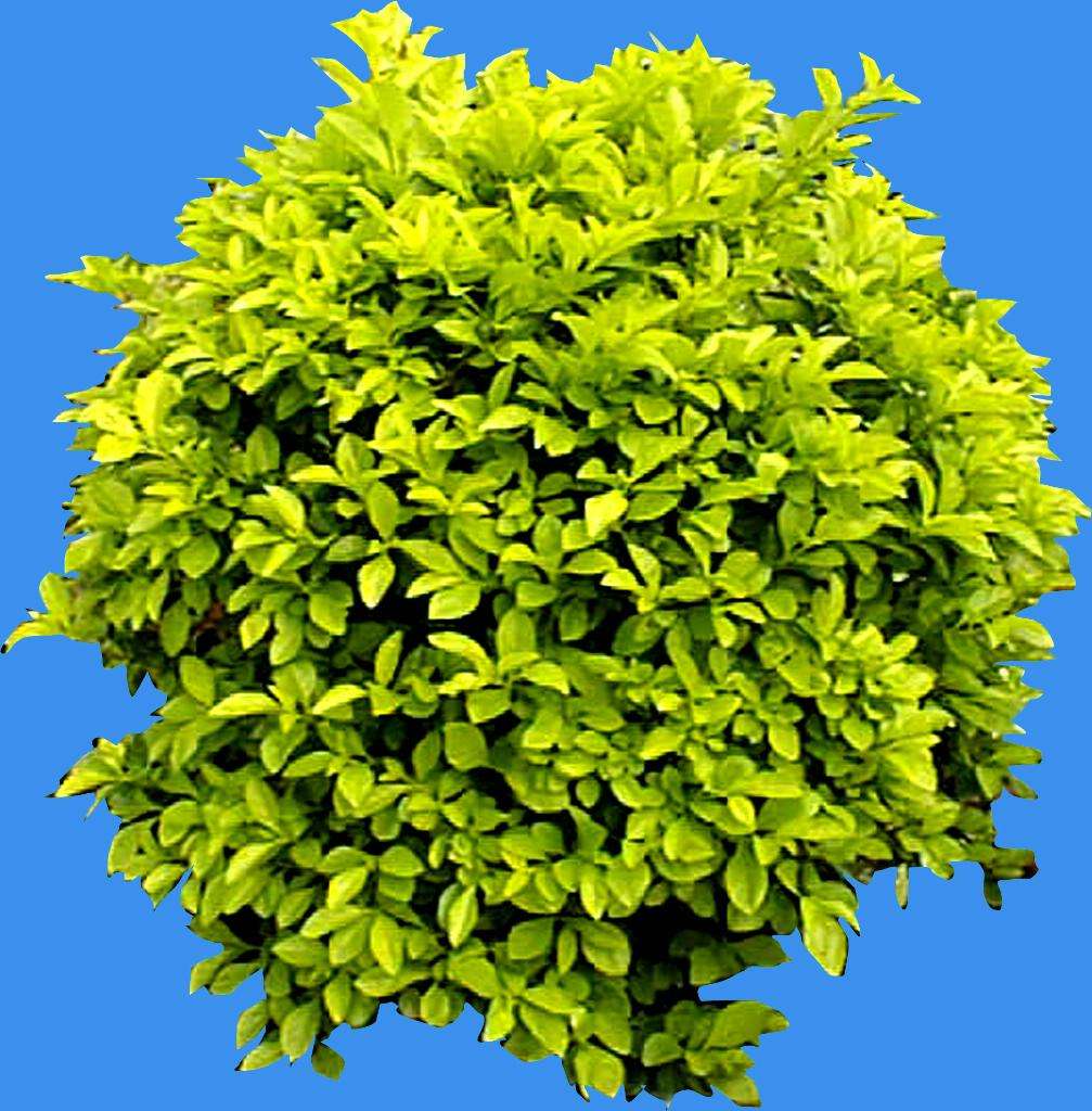  p data-id="tzckzk5ghlrf">黄金榕(ficus microcarpa golden leaves