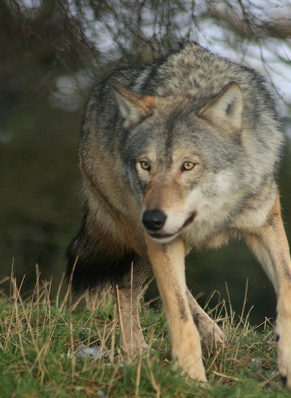 普通狼(学名:canis lupus lupus)又名<a href="#" data