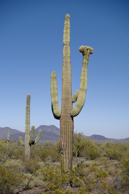  p>索诺拉沙漠(the sonoran desert),又译 a href="#">索诺兰沙漠 /a>