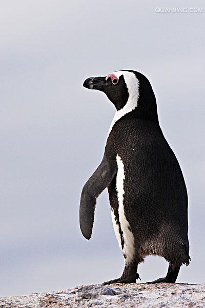  p>斑嘴环企鹅(学名: i>spheniscus demersus /i>):是鸟纲,企鹅科,环