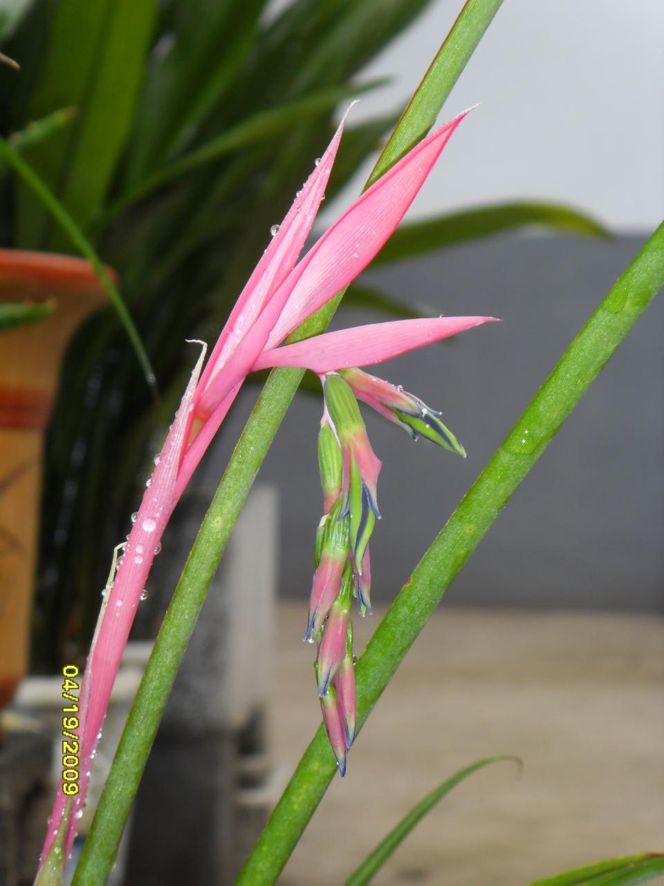 billbergia pyramidalis