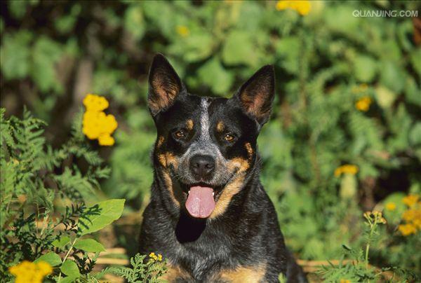 澳洲牧牛犬