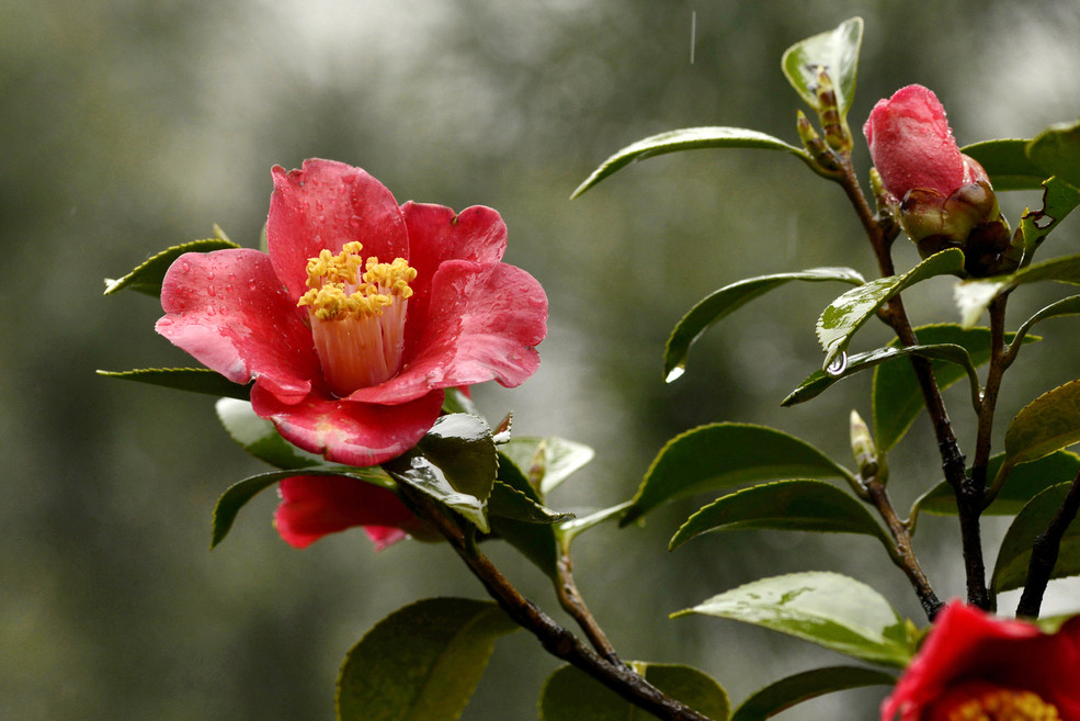 毛缘大黑红茶花