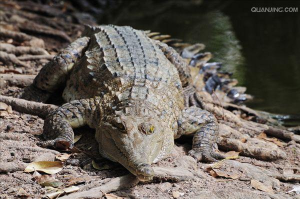  p>湾鳄(学名: i>crocodylus porosus /i>)是鳄科,鳄属的一种鳄鱼.