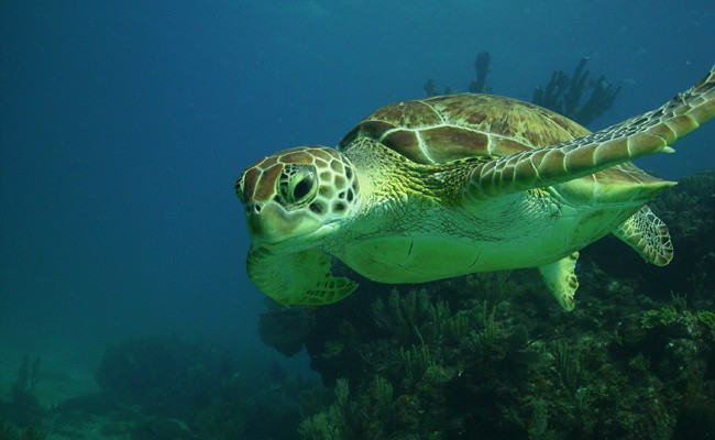 绿蠵龟