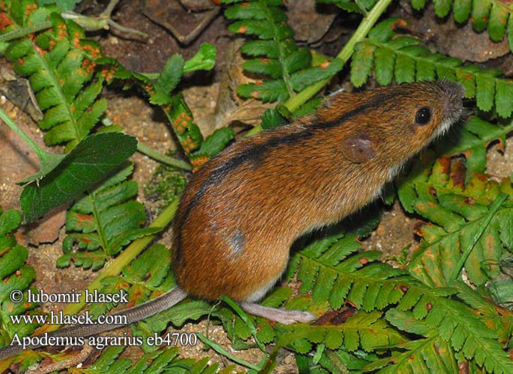  /i> i>apodemus agrarius  /i>)也称为田姬鼠,黑线鼠,长尾黑线鼠,为