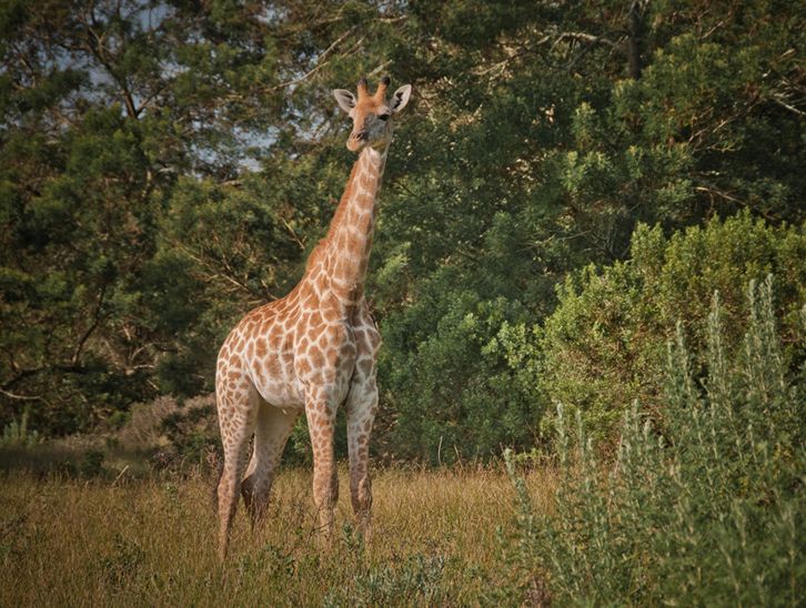 长颈鹿南非亚种