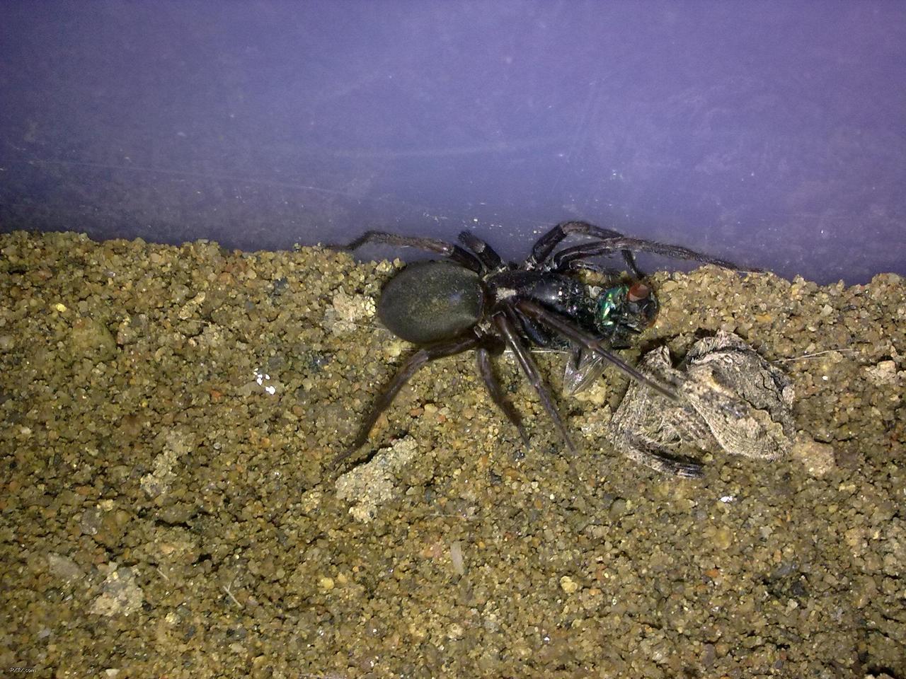  p>漏斗形蜘蛛(funnel-web spider)属于 a href="#" data-lemmaid="