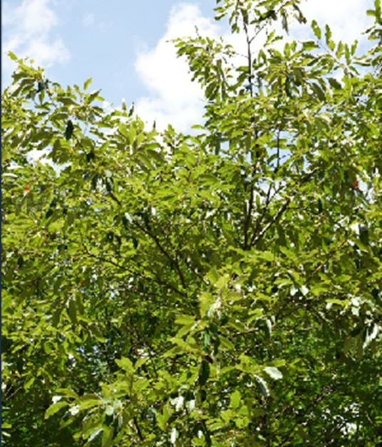 栓皮栎（山毛榉目壳斗科植物）_百度百科