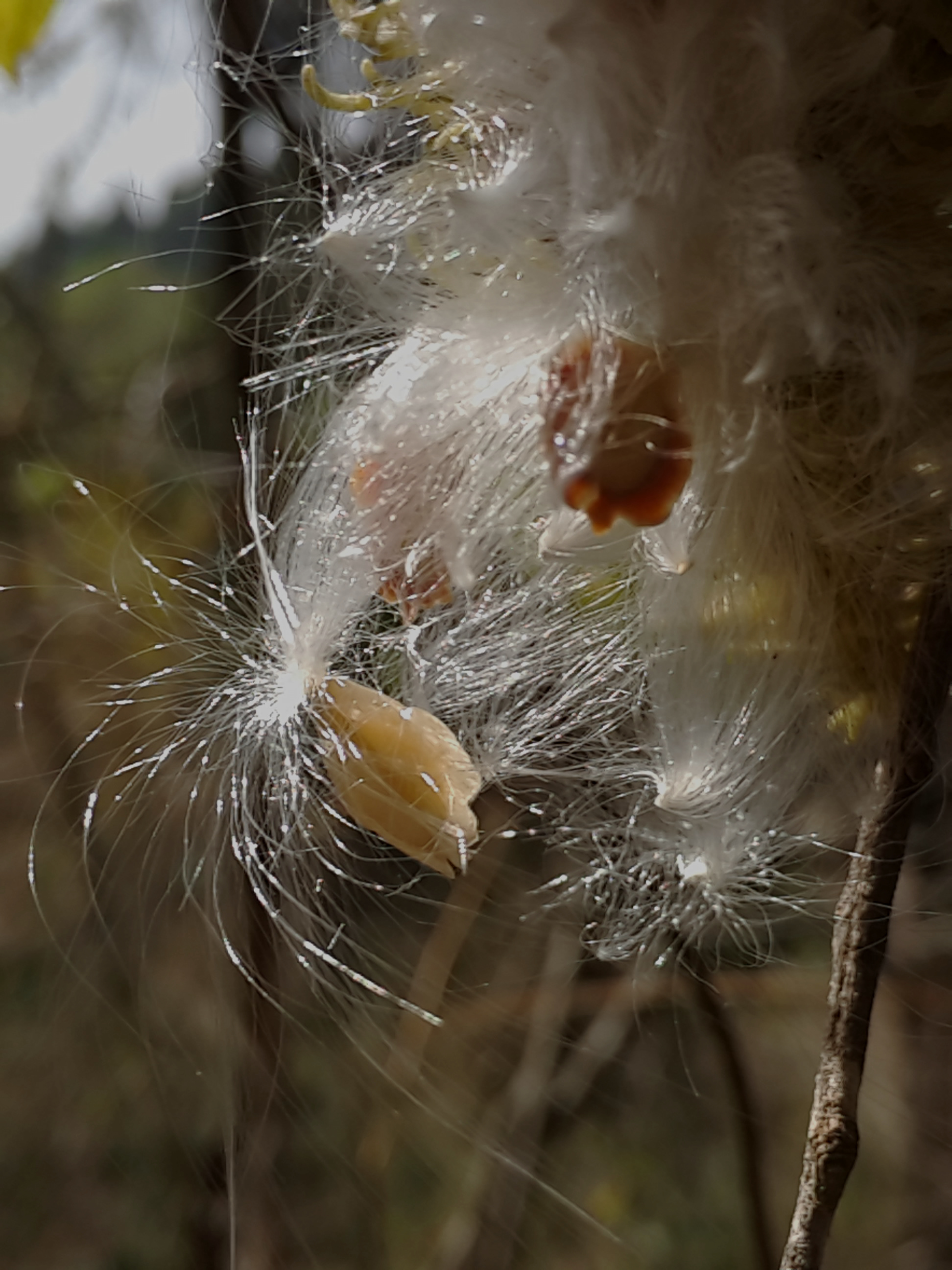  p> b>刺瓜 /b>(学名: i>cynanchum corymbosum /i>)是萝藦科 a href=