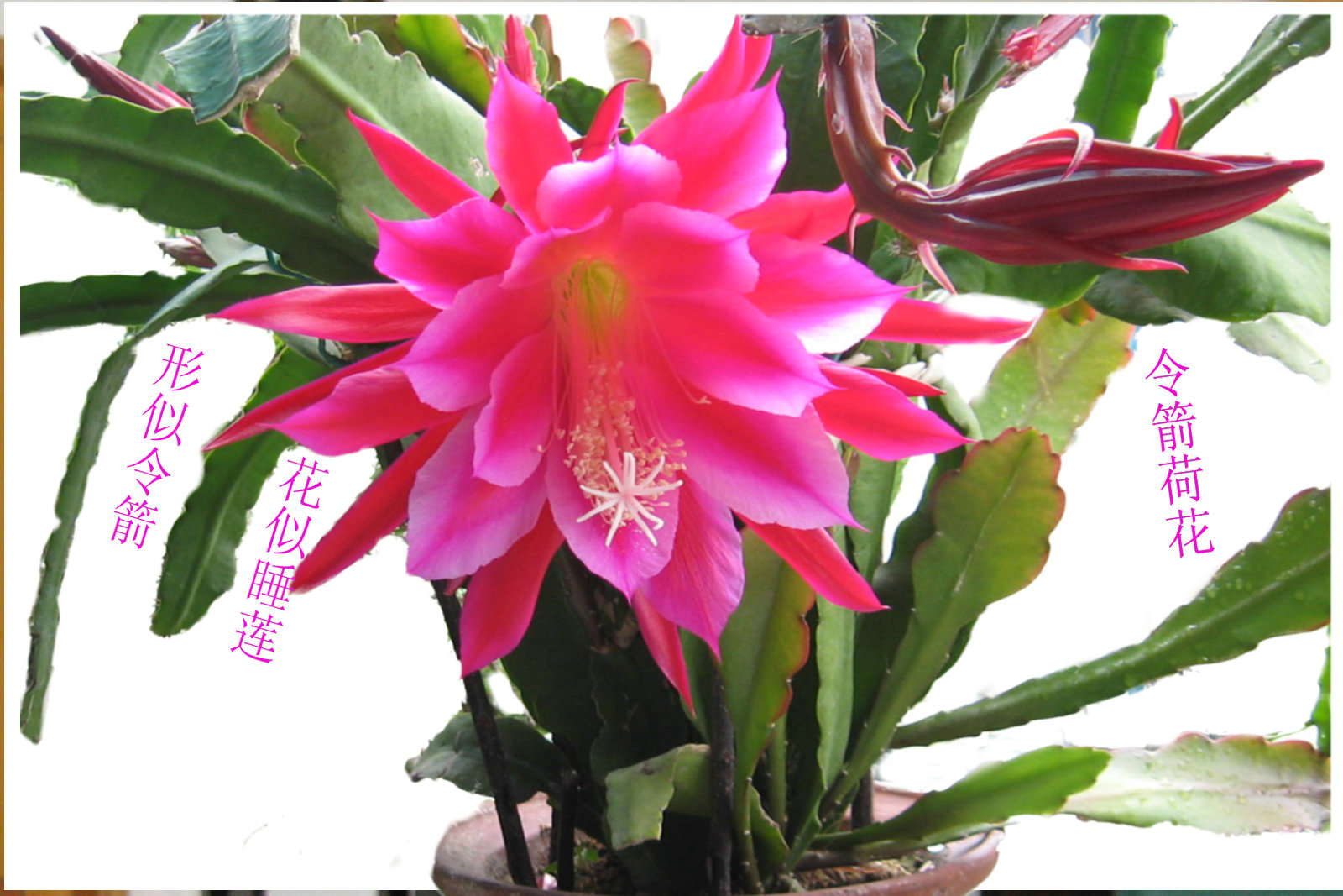  p>令箭荷花( i>nopalxochia ackermanni /i> i>i /i> kunth),为 a