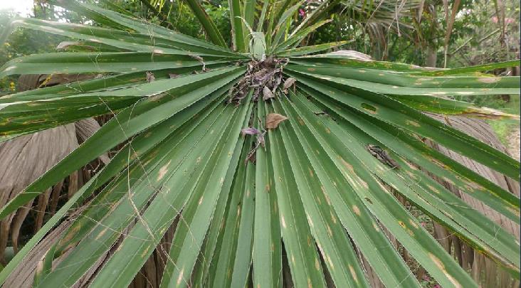 是棕榈科丝葵属乔木状;树干基部膨大,去覆被枯叶,呈淡褐色,具环状