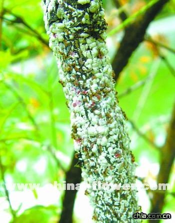  p data-id="gnb7ujxg52">柿绵蚧俗称树虱子,又叫柿囊蚧,柿毛毡蚧,是